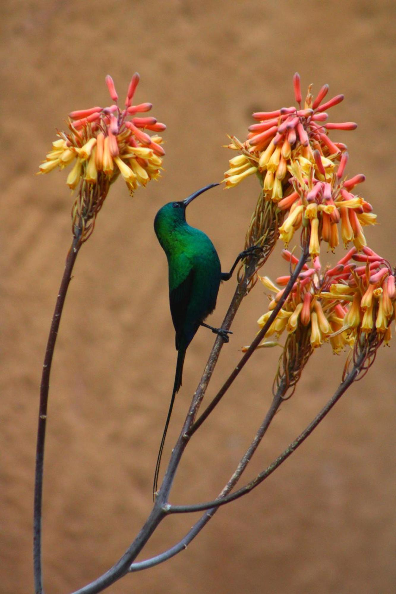 Bosch Luys Kloof Nature Reserve لاديسميث المظهر الخارجي الصورة