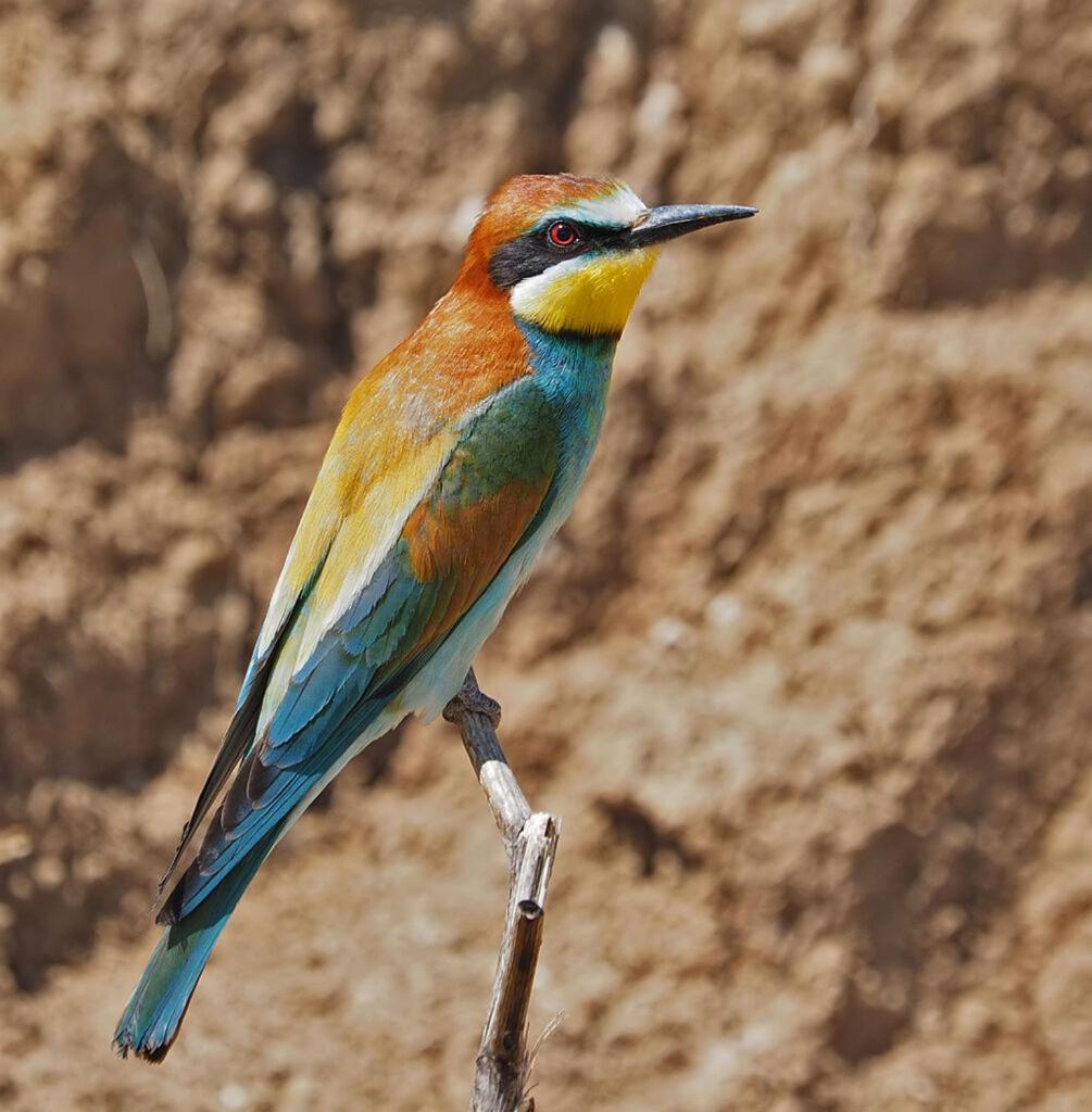 Bosch Luys Kloof Nature Reserve لاديسميث المظهر الخارجي الصورة