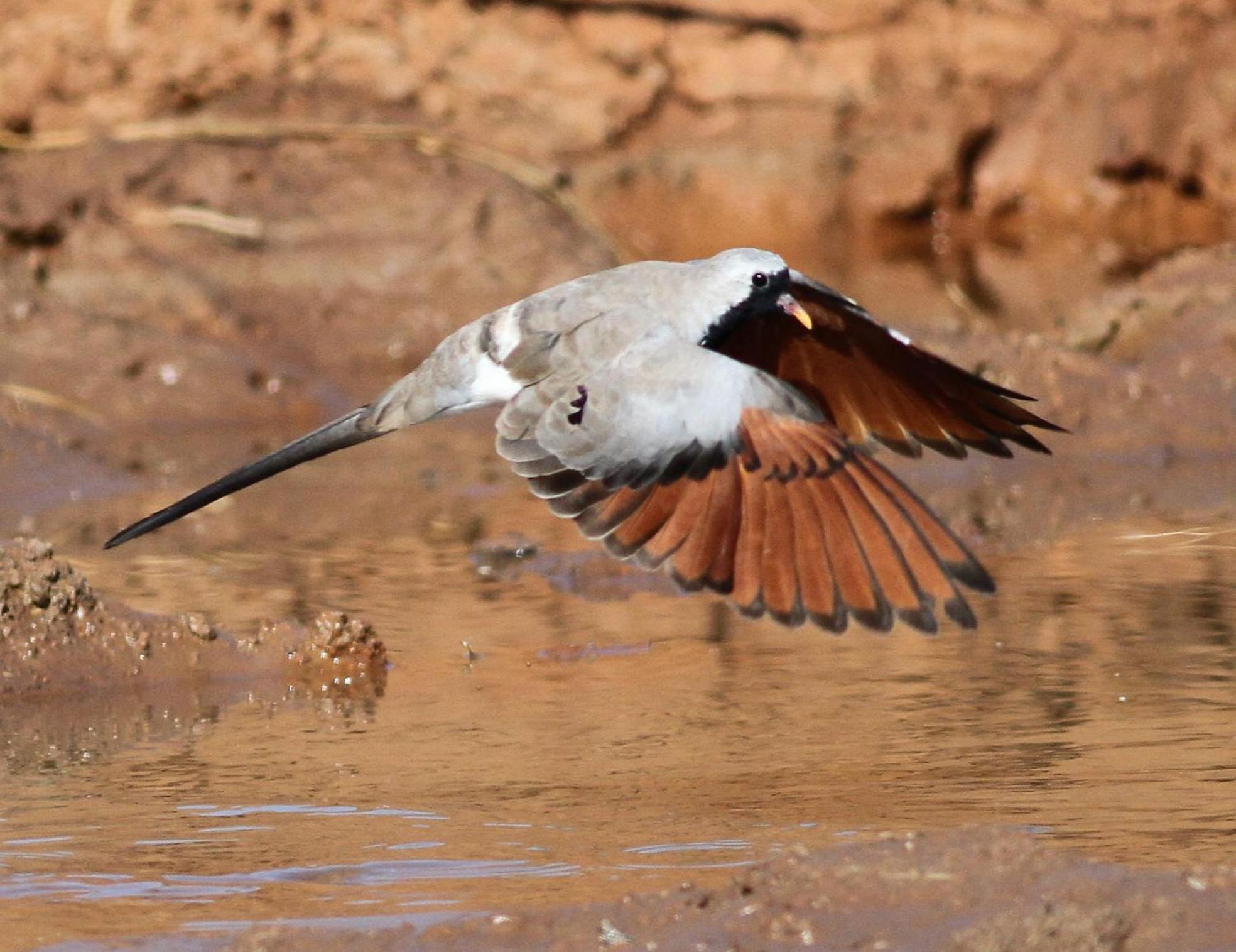 Bosch Luys Kloof Nature Reserve لاديسميث المظهر الخارجي الصورة