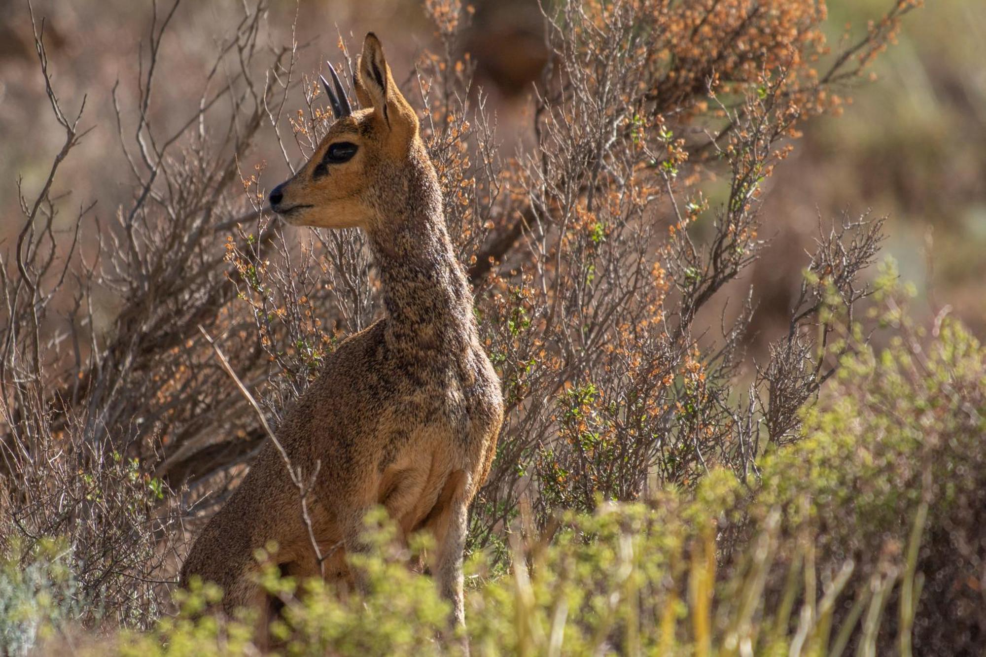 Bosch Luys Kloof Nature Reserve لاديسميث المظهر الخارجي الصورة