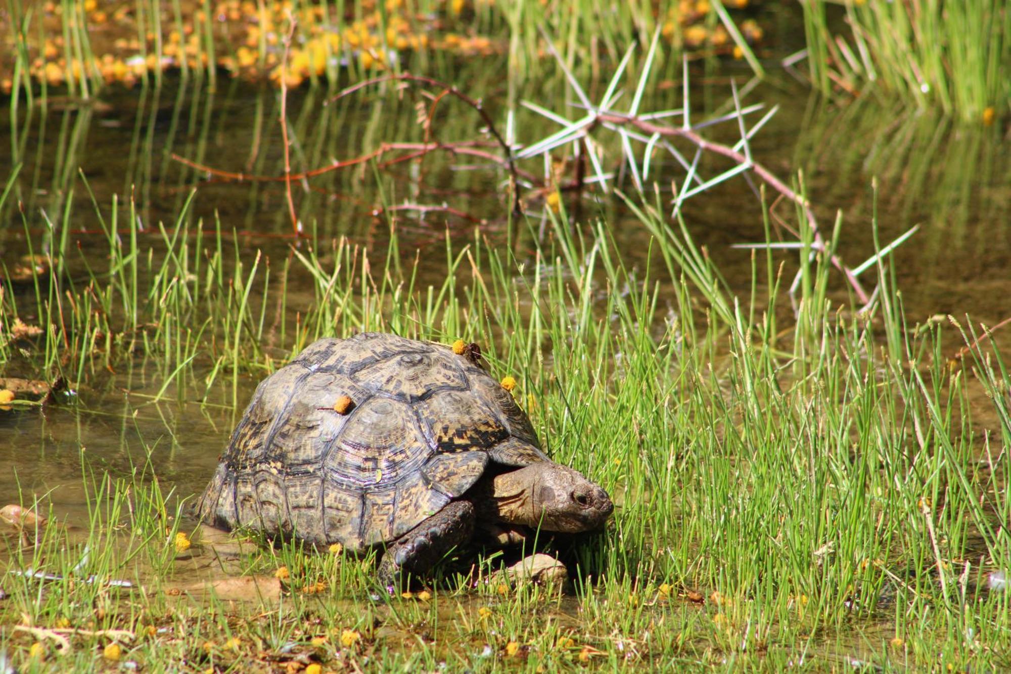 Bosch Luys Kloof Nature Reserve لاديسميث المظهر الخارجي الصورة
