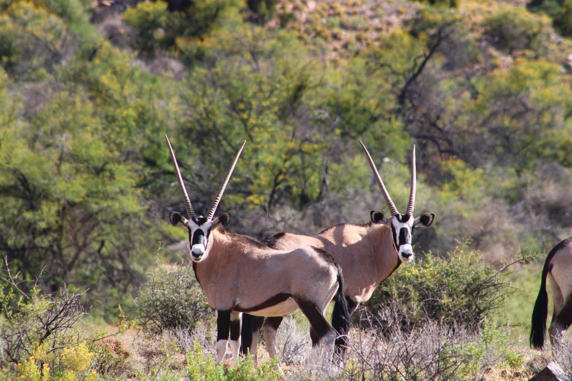 Bosch Luys Kloof Nature Reserve لاديسميث المظهر الخارجي الصورة