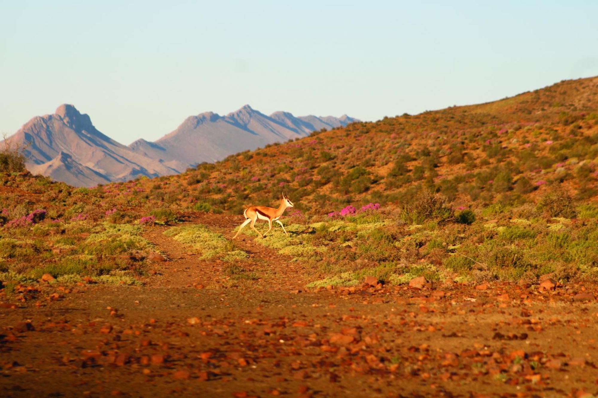 Bosch Luys Kloof Nature Reserve لاديسميث المظهر الخارجي الصورة